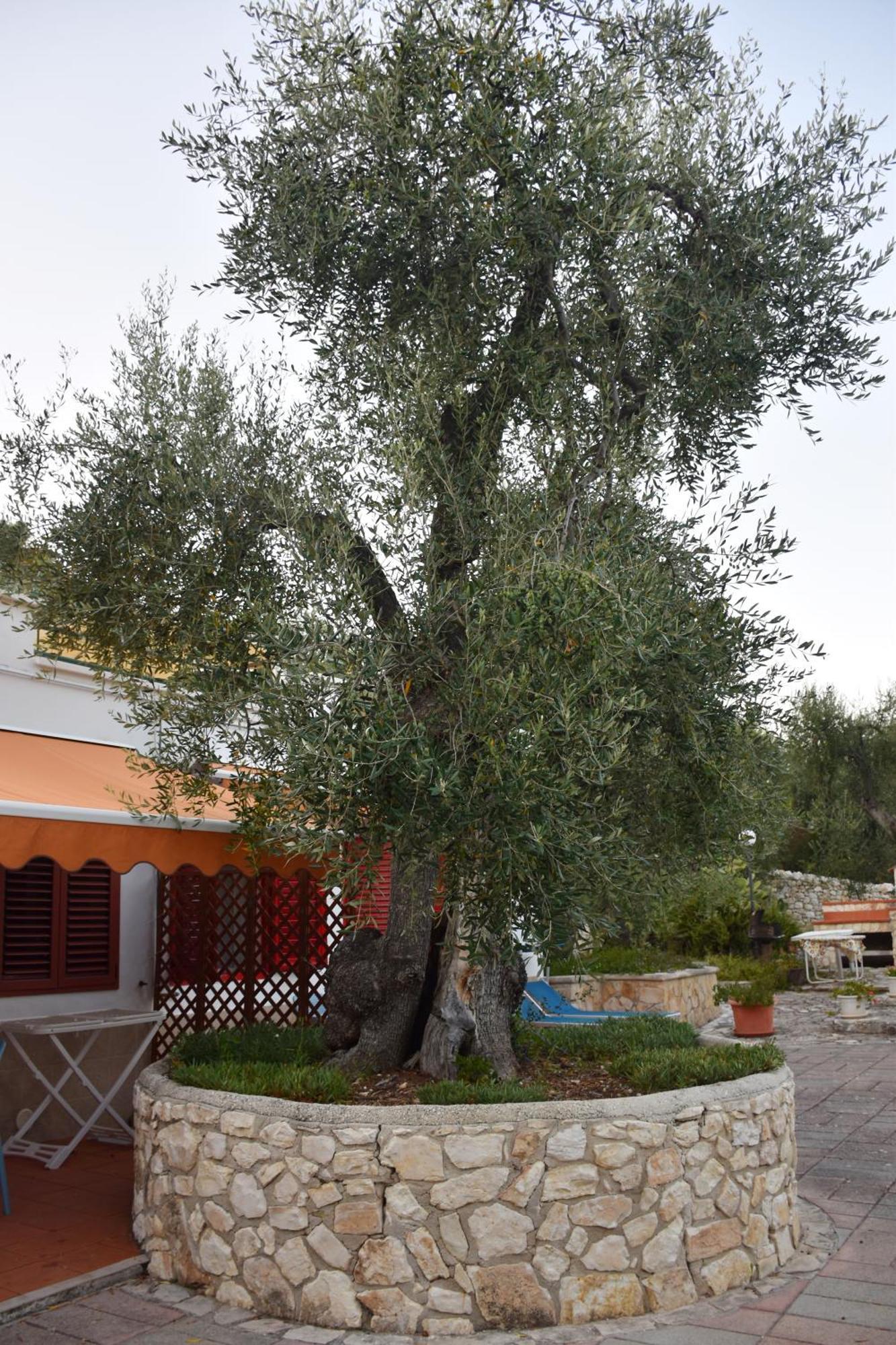 Terra Di Ulivo Villa Весте Екстериор снимка